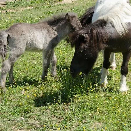 Brotafalchi Agriturismo Farm stay Castelfiorentino